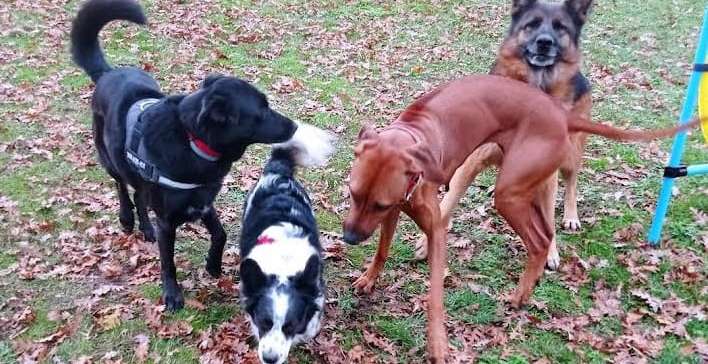Asilo per cani